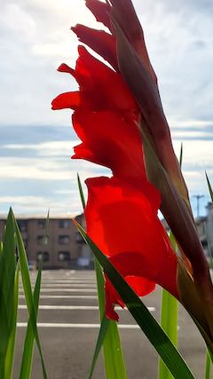 20200721速歩途中のスポーツジム花壇の花4