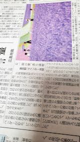20200721秋田さきがけ新報北海道富良野ラベンダー