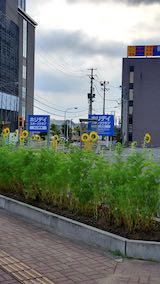 20200816速歩途中で望んだひまわり