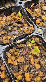 20200816芽を出したスイカの種1