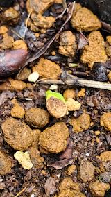 20200816芽を出したスイカの種