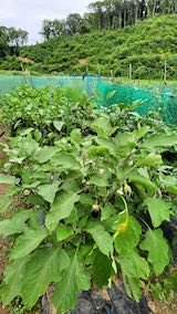 20200816親戚の畑ナス