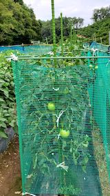 20200816親戚の畑トマト