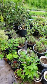 20200816鉢植えへ水やり