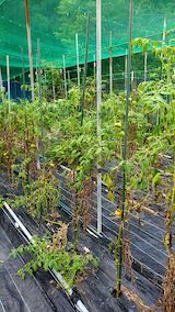 20200816わが家の野菜畑トマト