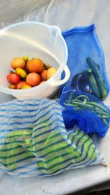 20200816今日収穫した野菜