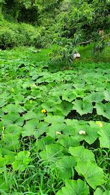 20200816カボチャ畑