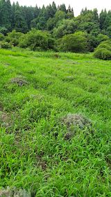 20200816雑草に覆われたラベンダー畑3