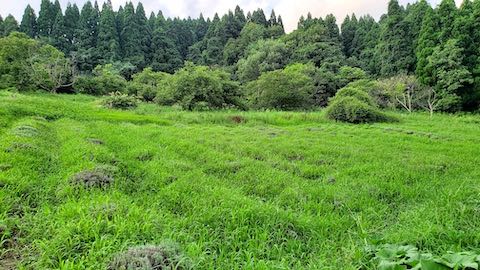 20200816ラベンダー畑の様子