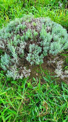 20200816雑草に覆われたラベンダー畑1