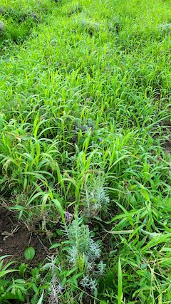 20200816雑草に覆われたラベンダー畑2