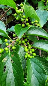 20200816山の様子ツルウメモドキ