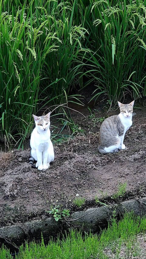 20200816山からの帰り道で見かけたネコ