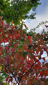 20201007®θǤϹդϤޤ