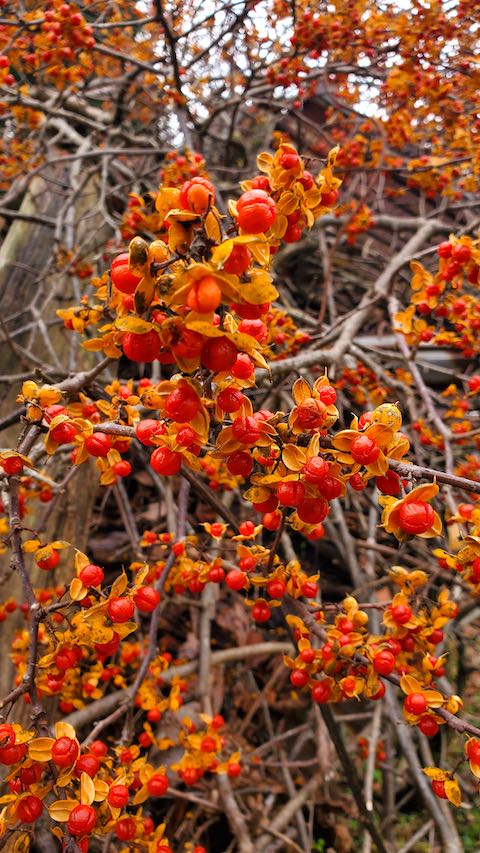 20201206山の様子ツルウメモドキ
