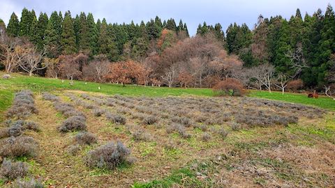 20201206ラベンダー畑の様子