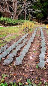 20201206仮植えしたラベンダーの苗木の様子
