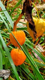 20201206山の様子ほおずき