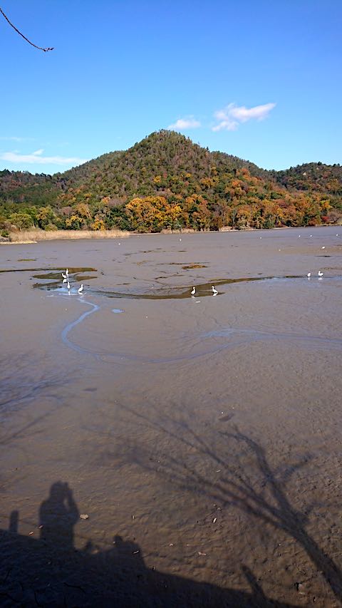 20201206京都の風景広沢池1