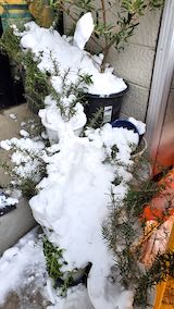 20210203外の様子昼過ぎお店前の鉢植え1