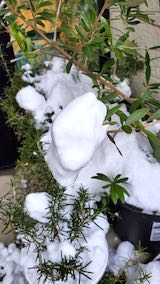 20210203外の様子昼過ぎお店前の鉢植え2