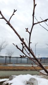 20210301外の様子昼前桜のつぼみ