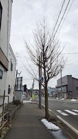 20210301外の様子昼過ぎ歩道と東大通り1