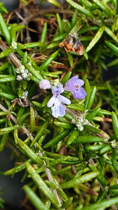 20210301お店前のローズマリー