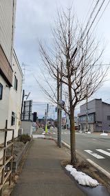 20210301外の様子夕方歩道と東大通り1