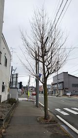 20210306外の様子昼前歩道と東大通り1