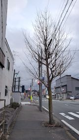 20210306外の様子夕方歩道と東大通り1