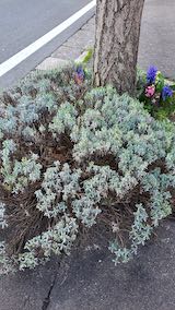 20210408外の様子朝歩道のラベンダー