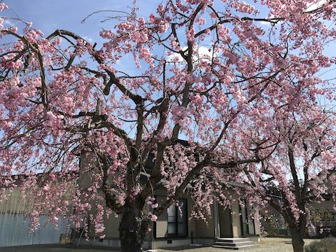 20210408会津の桜実家前の八重紅枝垂れ桜