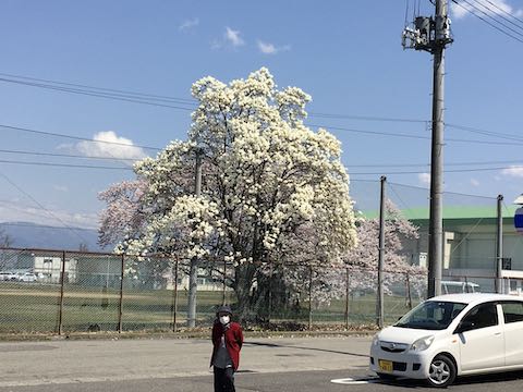 20210408会津の桜大沼高校前の桜1