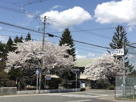 20210408会津の桜大沼高校前の桜2
