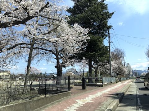 20210408会津の桜小学校前の桜