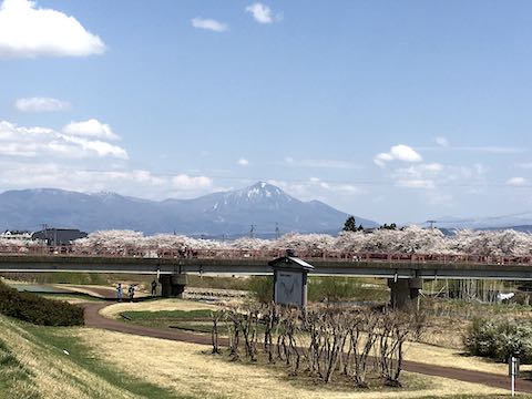 20210408会津の桜宮川河川敷から望んだ磐梯山と千本桜