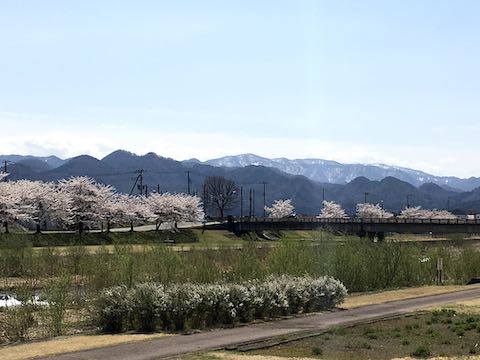 20210408会津の桜宮川河川敷から望んだ千本桜