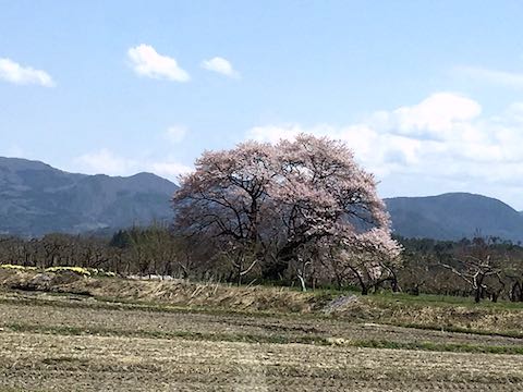 20210408会津の桜旭地区馬ノ墓種まき桜1
