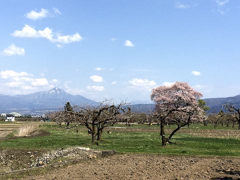 20210408会津の桜旭地区馬ノ墓種まき桜2