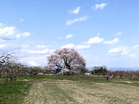 20210408会津の桜旭地区馬ノ墓種まき桜3