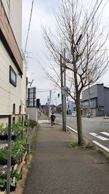 20210408外の様子昼過ぎ歩道と東大通り1