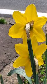 20210408外の様子昼過ぎ歩道のスイセンの花