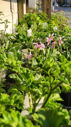 20210408外の様子夕方ゼラニウム1