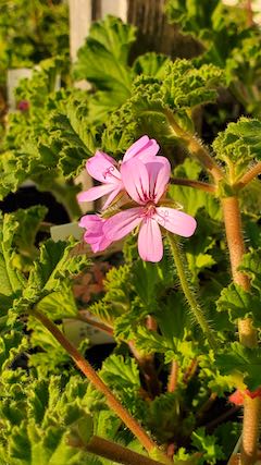 20210408外の様子夕方ゼラニウム2