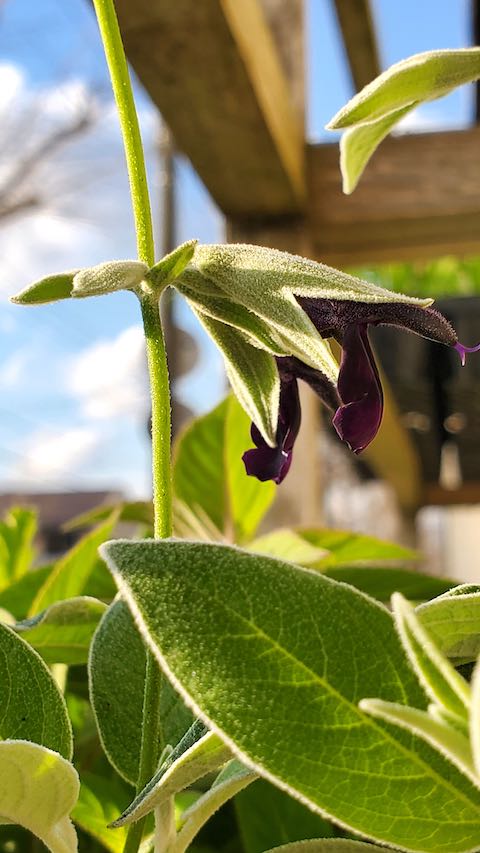 20210408セージディスコロールの花