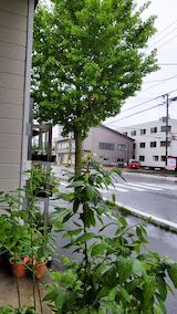 20210521外の様子夕方2