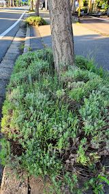 20210802外の様子朝歩道の早咲きラベンダー