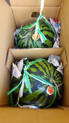 202108会津から山都のスイカが届く1