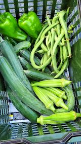 20210802今日収穫した野菜1